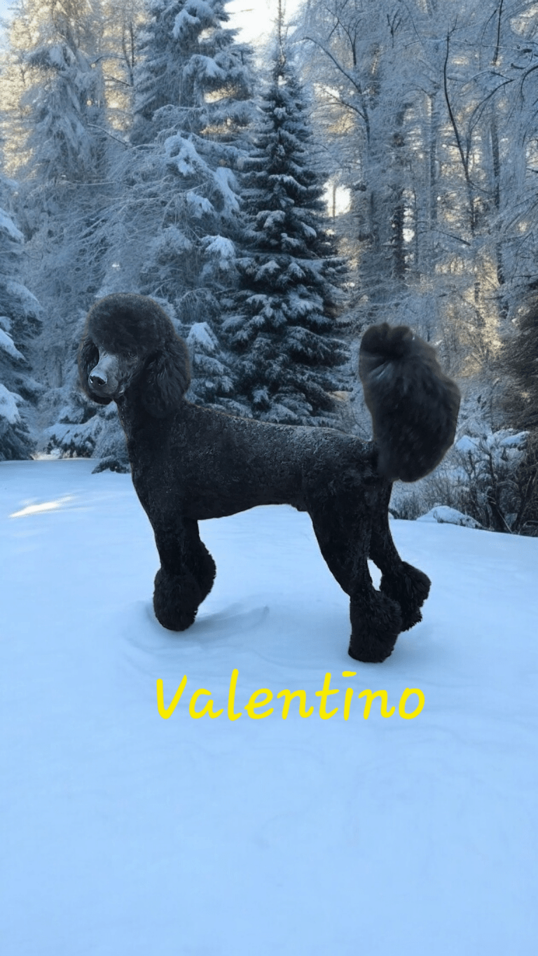 Photoroom-20241214_154407