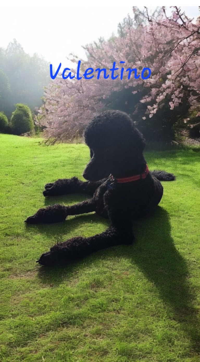 Screenshot_20240902_191834_Photoroom